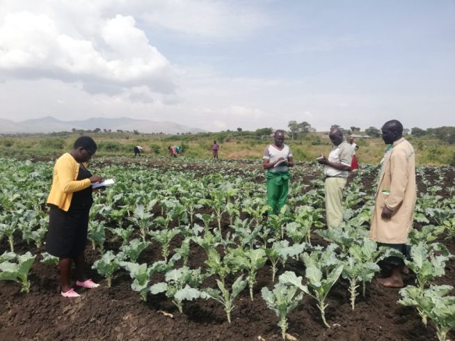 An Agricultural Project by DADREG